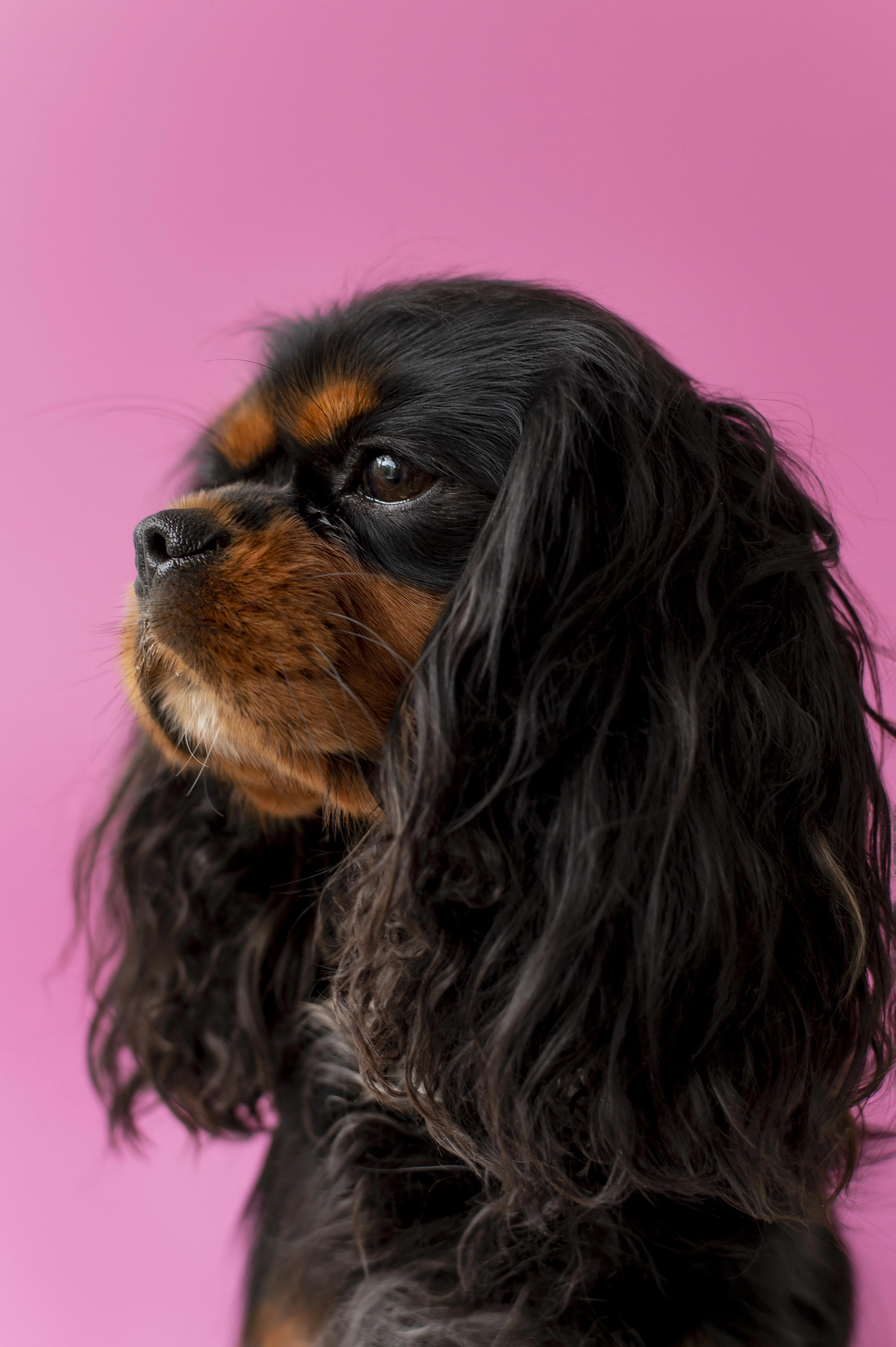7 Adorable Cocker Spaniel Haircuts Recommended by Groomers